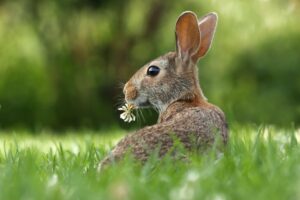 Les essentiels pour choisir les meilleurs accessoires pour votre lapin nain